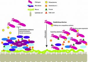Microbiota and pathogen 'pas de deux': setting up and breaking down barriers to intestinal infection" is published in Pathogens and Disease