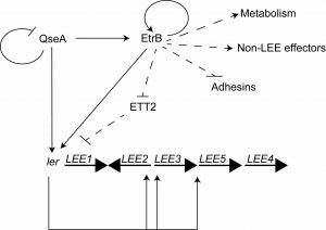 The ETT2-encoded regulator EtrB modulates enterohemorrhagic Escherichia coli virulence gene expression