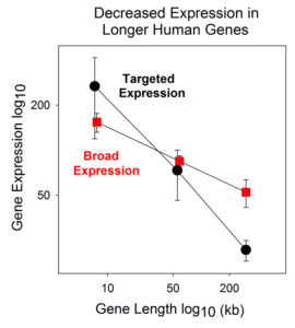 Fig. 1: Graph showing relationship between gene length and gene expression. Note that the higher the gene length the weaker the gene expression. 