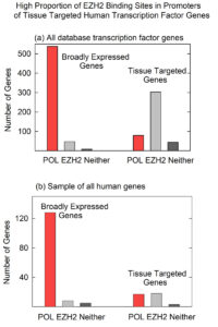 EZH2 expression the promoters of transcription factor genes