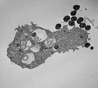 Thin-section transmission electron micrograph of N. gonorrhoeae-infected neutrophil.