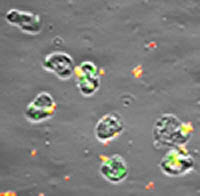 Fluorescence/phase-contrast image of human neutrophils infected with strain FA1090 N. gonorrhoeae for 60 minutes. Green particles are intracellular bacteria; red/yellow particles are extracellular bacteria.