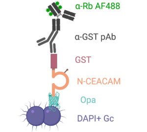 CEACAM binding to Opa-expressing Neisseria gonorrhoeae