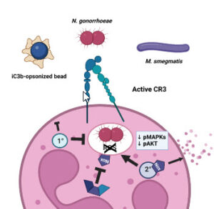 CR3 as a receptor that pathogens co-opt for silent entry into neutrophils