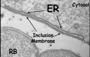 Graphic of Chlamydia Inclusion membrane
