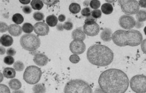 Black and white image of a group of cells