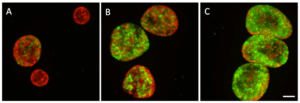 Confocal micrograph of HeLa cells infected for 28 (A), 40 (B), 52 (C) hours with C. trachomatis expressing mCherry from a constitutive promoter and GFP from a late promoter. Scale Bar: 20μm.