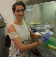 student in the Gioeli lab standing at a fume hood