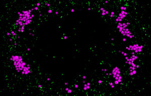 research image depicting lipid droplets
