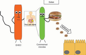 cartoon explanation of digestion