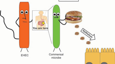 cartoon explanation of digestion