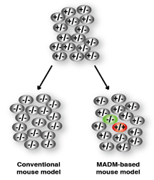 comparison of Conventional mouse model and MADM based mouse model